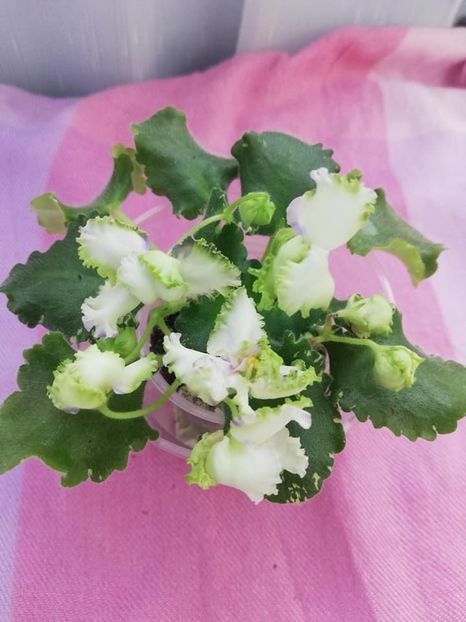 12 apr - BR Dzhungly