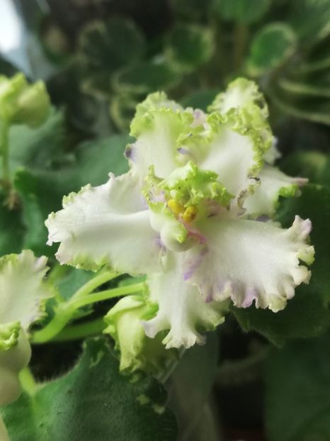 15 apr - BR Dzhungly