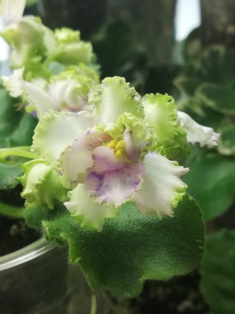 15 apr - BR Dzhungly