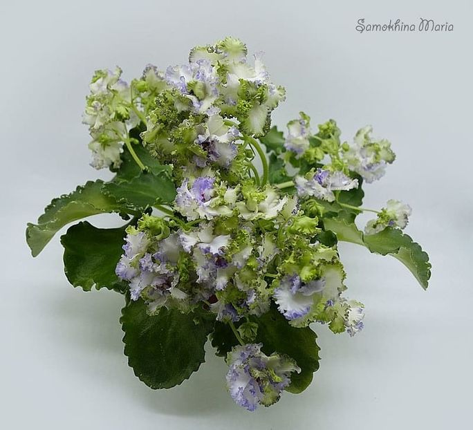 BR-Morskoy Konek poza net - BR Morskoy Konek