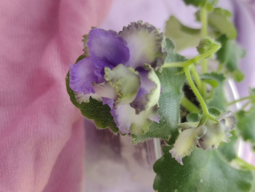 31 mar - BR Morskoy Konek