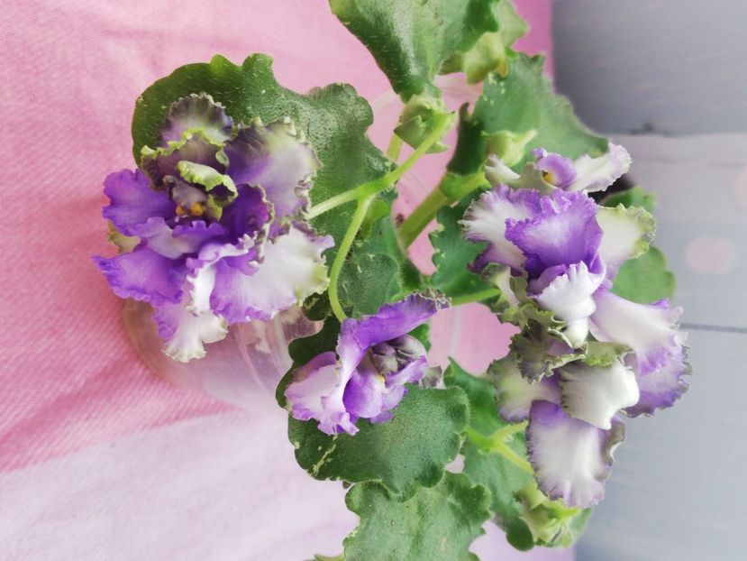 7 apr - BR Morskoy Konek