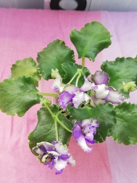 7 apr - BR Morskoy Konek