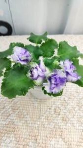 9 iun - BR Morskoy Konek