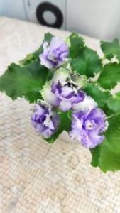 9 iun - BR Morskoy Konek