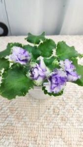 9 iun - BR Morskoy Konek