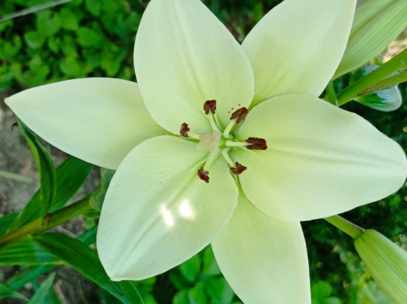  - dragostea  de natura