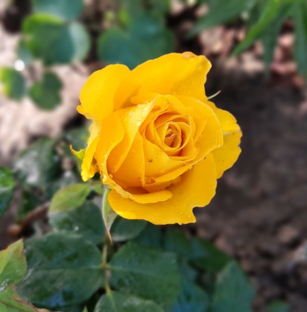 Kerio - Primul bobocel și prima floricică mult așteptată