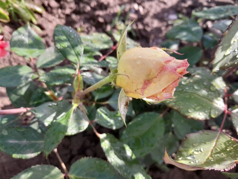 Jalitah - Primul bobocel și prima floricică mult așteptată