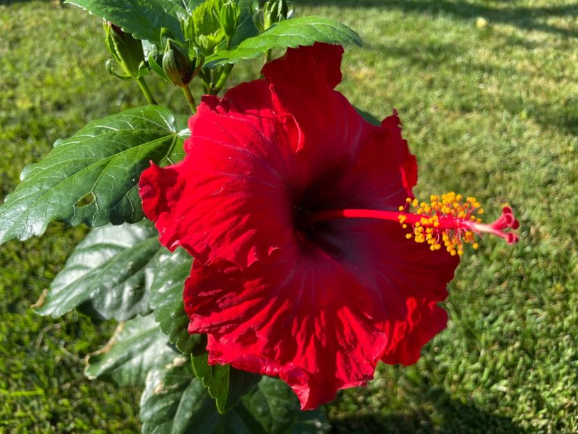 Adonicus Red - 001 - Hibiscusi