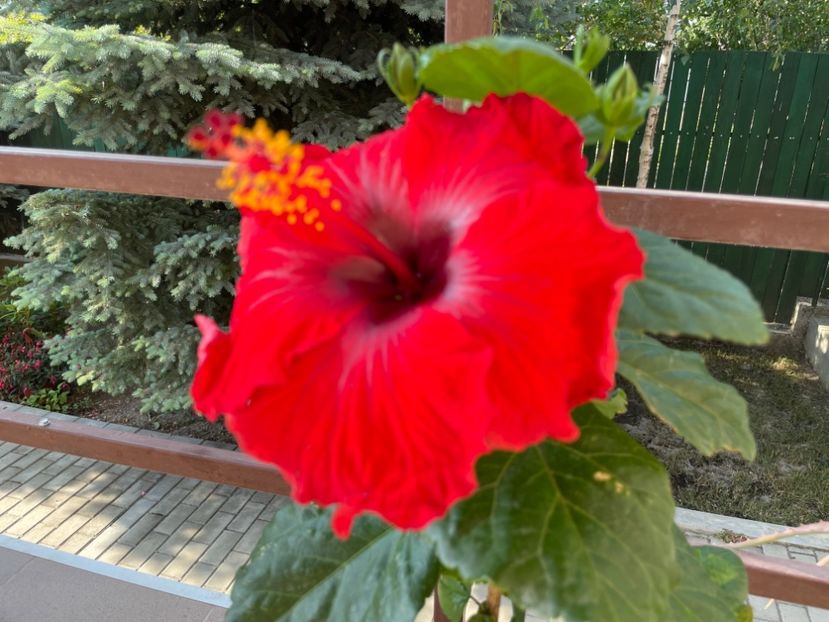 3C02669F-0BD7-4805-821E-DCDD107C84BA - 001 - Hibiscusi