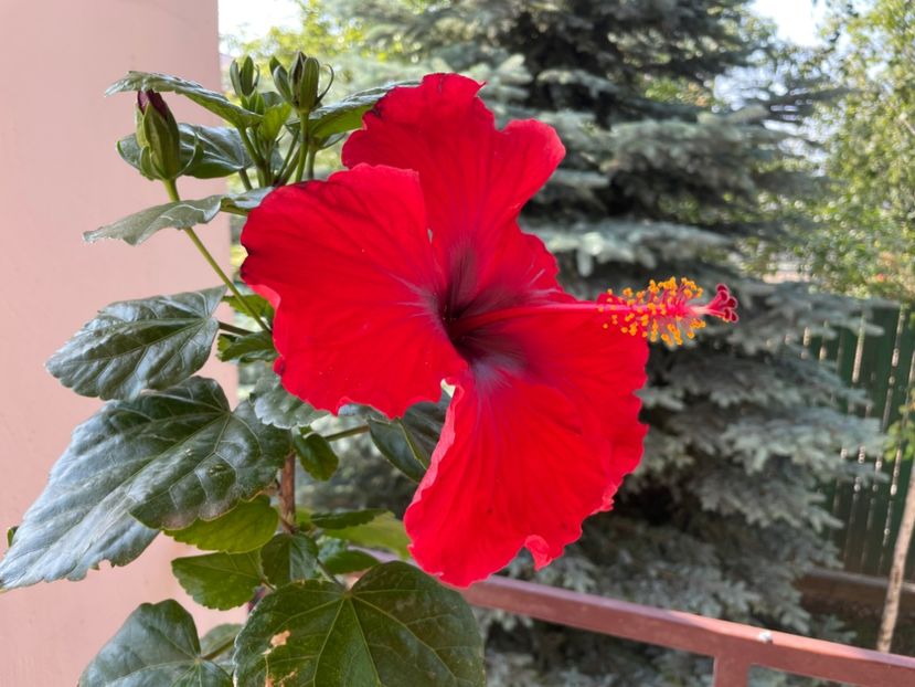 4EC61ECE-55C7-43A2-B443-D89457CAF89C - 001 - Hibiscusi