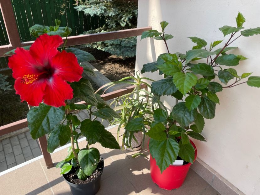 C14680ED-235A-48E1-8308-FD7D335DDED9 - 001 - Hibiscusi