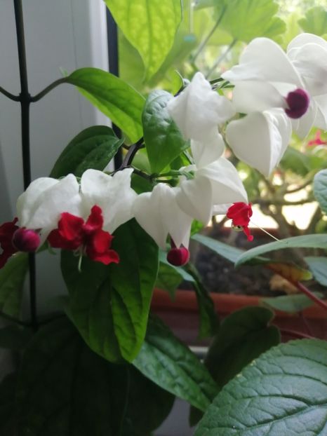  - Clerodendrum Thomsoniae