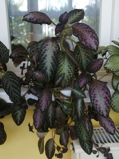  - EPISCIA