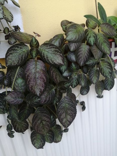  - EPISCIA