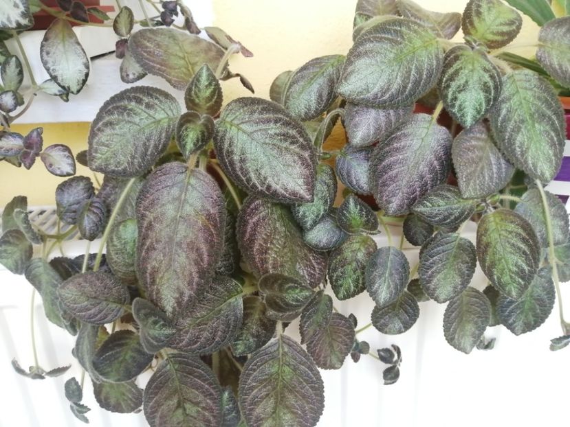  - EPISCIA