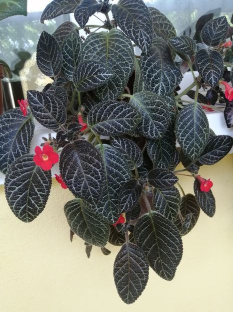  - EPISCIA