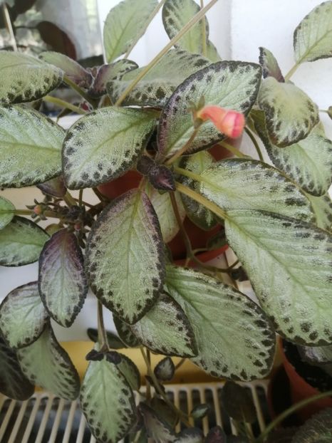  - EPISCIA