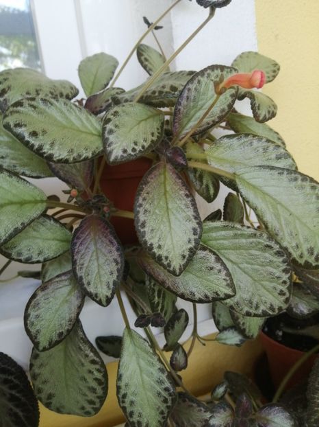  - EPISCIA