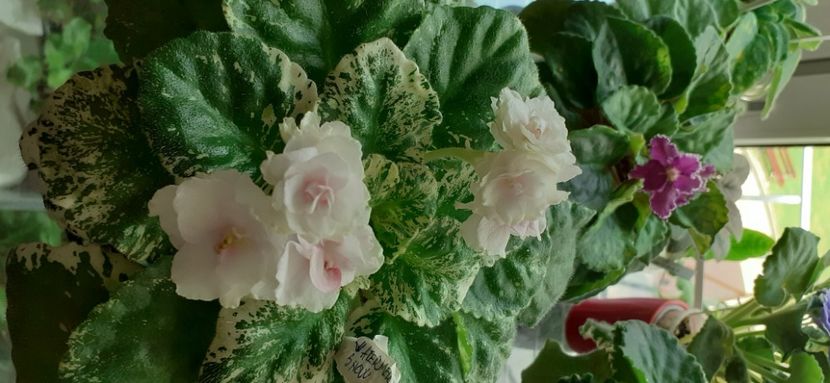  - Watermelon Snow