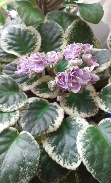  - Buckeye Saucy Irish