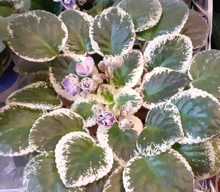  - Buckeye Saucy Irish