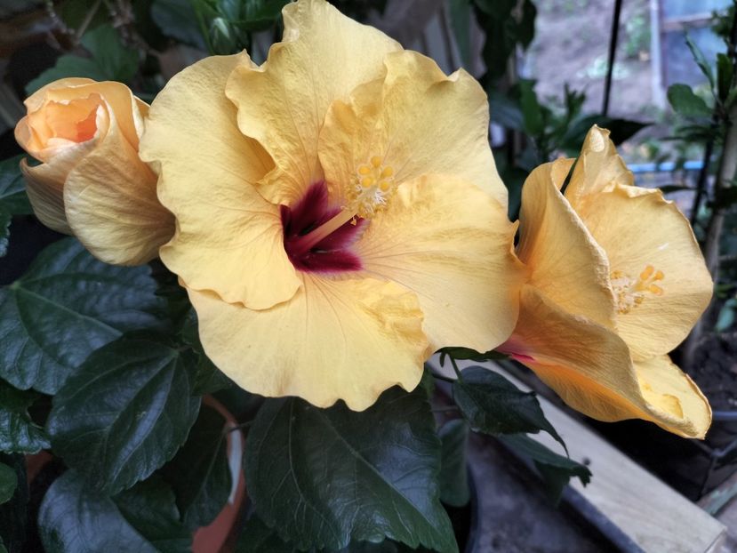 IMG20230625061411 - hibiscusi
