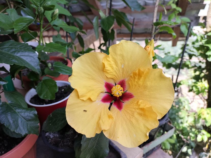 IMG20230623121453 - hibiscusi
