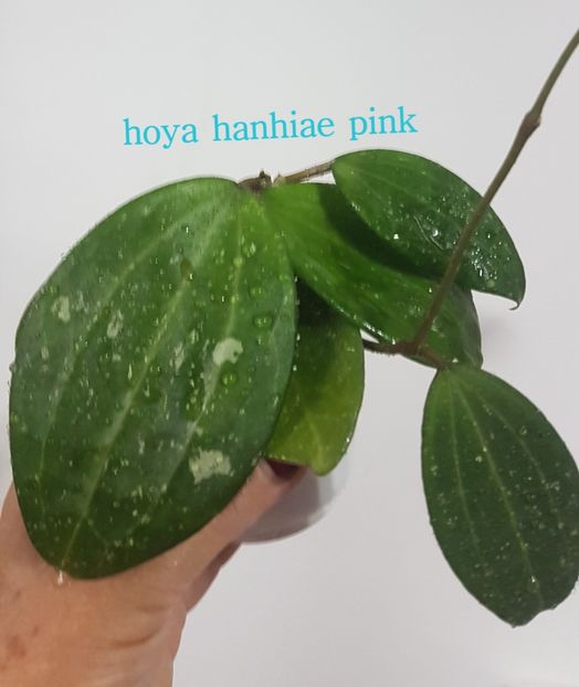  - hanhiae pink