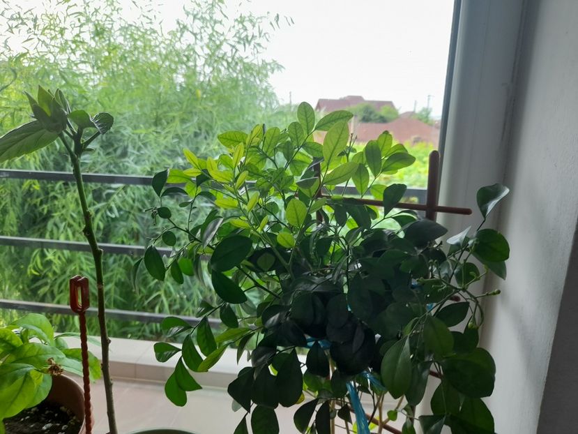  - 1 Bucurii nemuritoare 2023