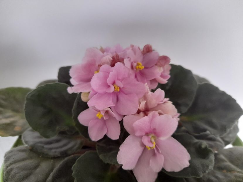  - 1 Bucurii nemuritoare 2023