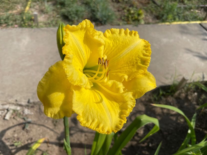 HELLO SUNSHINE - 001 Hemerocalisi 2023 - 2024 -2025