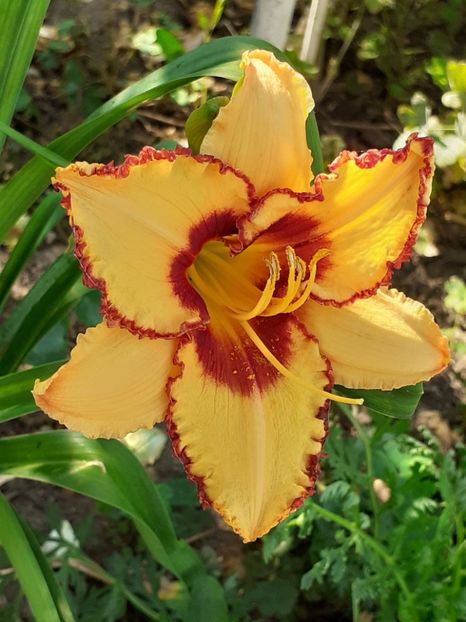  - 0001 HEMEROCALLIS - DELPHINUM