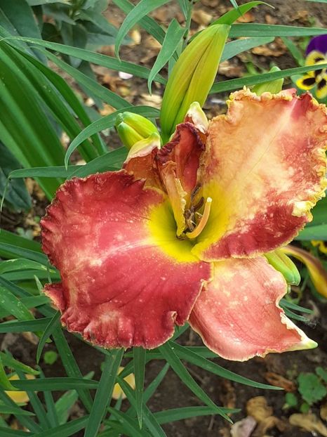  - 0001 HEMEROCALLIS - DELPHINUM