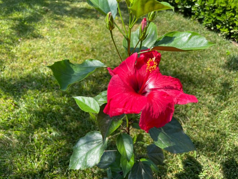 33B1EECE-7560-4A56-9FDF-61BBB36DF317 - HD 61