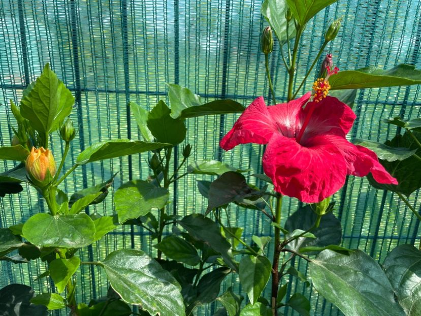 36EA4BAB-C963-4838-A32A-9E6422E0C861 - 001 - Hibiscusi