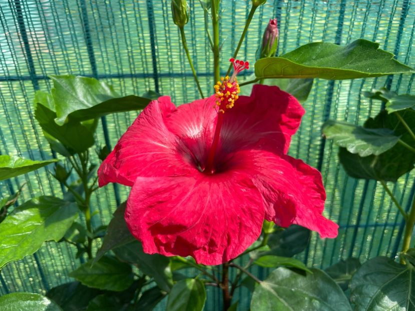 792EFCBB-47ED-4891-B10F-A7917D0DCBD0 - 001 - Hibiscusi