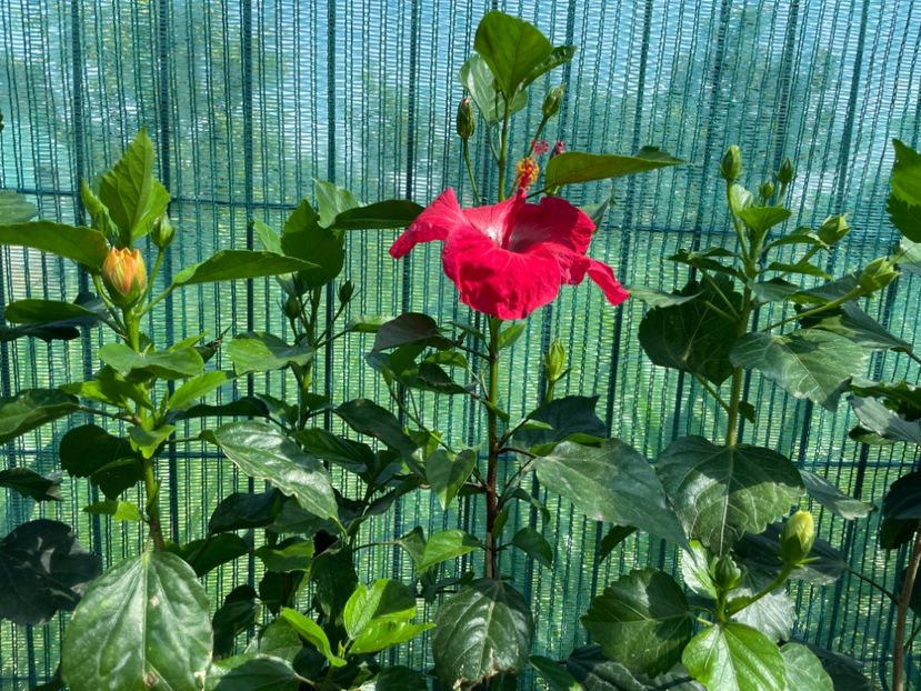 883D0C7E-A40B-4F46-8302-28DF5C6520DB - 001 - Hibiscusi