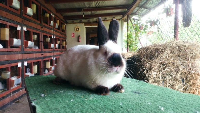  - A-IEPURI CALIFORNIENI