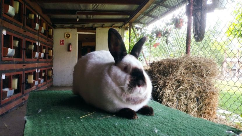  - A-IEPURI CALIFORNIENI