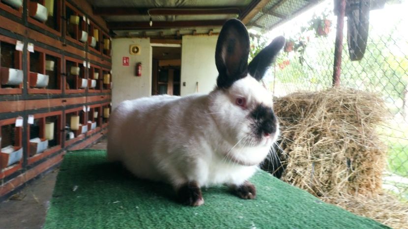  - A-IEPURI CALIFORNIENI