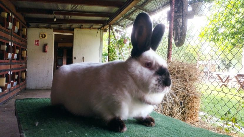  - A-IEPURI CALIFORNIENI