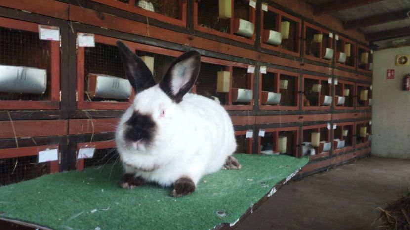  - A-IEPURI CALIFORNIENI