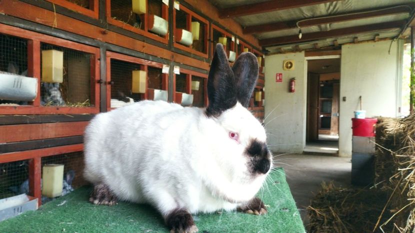  - A-IEPURI CALIFORNIENI