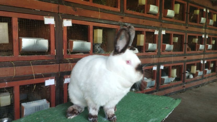  - A-IEPURI CALIFORNIENI