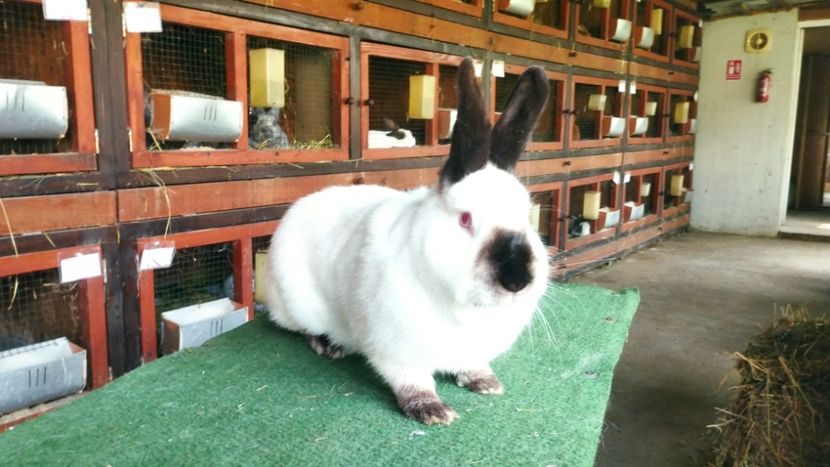  - A-IEPURI CALIFORNIENI