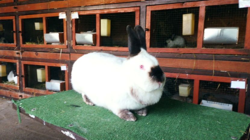  - A-IEPURI CALIFORNIENI