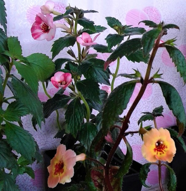  - 000014 ACHIMENES