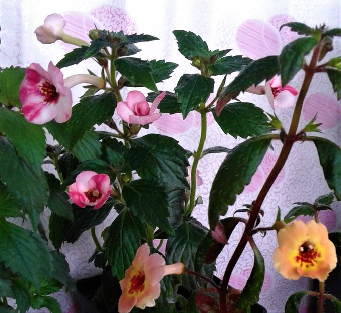  - 000014 ACHIMENES